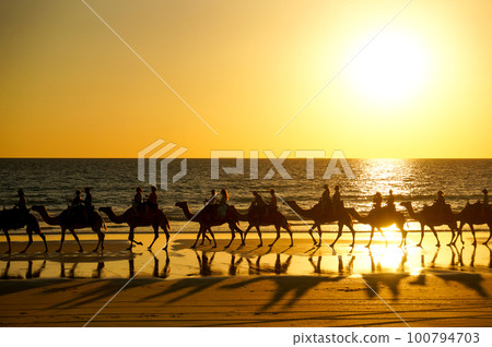 Ride a camel along Broome's cable beach (camel ride) 100794703