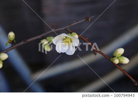 單輪白梅花 100794943