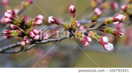 Cherry blossom buds before blooming. 100795041