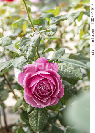 fresh pink rose flower in a garden fresh pink rose flower in a garden 100795109