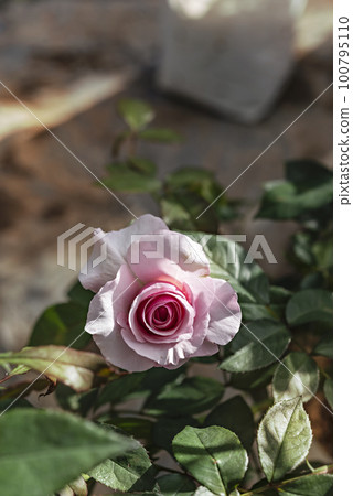 fresh pink rose flower in a garden fresh pink rose flower in a garden 100795110