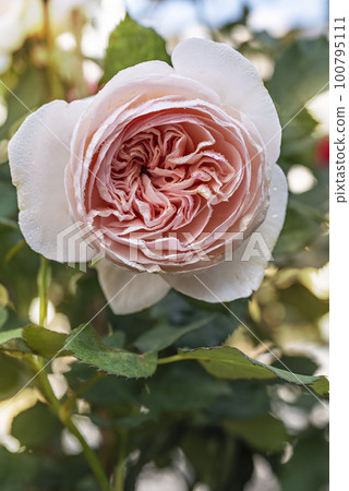 fresh pink rose flower in a garden fresh pink rose flower in a garden 100795111