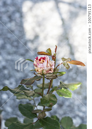 fresh pink rose flower in a garden fresh pink rose flower in a garden 100795113