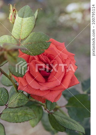 fresh red rose flower in a garden fresh red rose flower in a garden 100795114