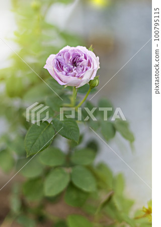 fresh rose flower in a garden fresh rose flower in a garden 100795115