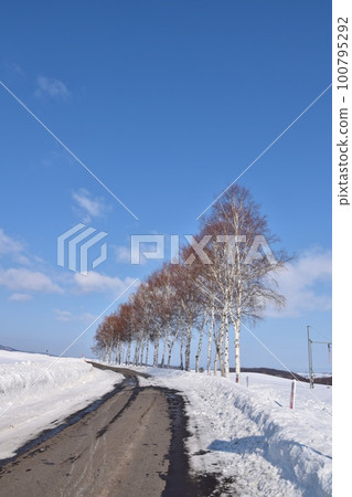 北海道雪中的白樺樹 100795292