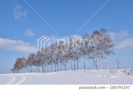 北海道雪中的白樺樹 100795297