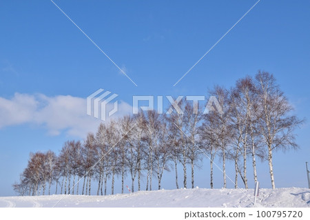 北海道雪中的白樺樹 100795720