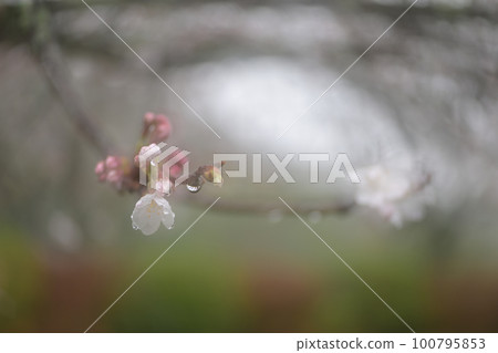 Rainy day cherry blossom wet close-up spring flower Rainy day cherry blossom wet close-up spring flower 100795853