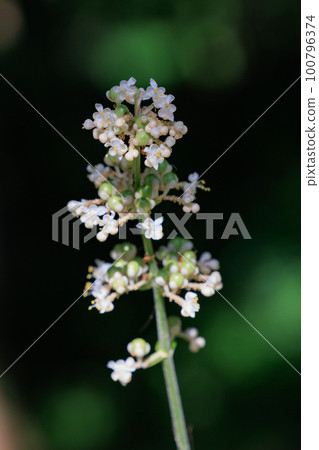 Pollia japonica was named because the shape of the leaves resembles that of Japanese ginger. 100796374