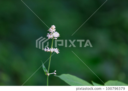 Pollia japonica was named because the shape of the leaves resembles that of Japanese ginger. 100796379