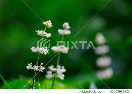 Pollia japonica was named because the shape of the leaves resembles that of Japanese ginger. 100796380