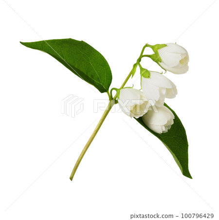 Jasmine (Philadelphus) flowers and leaves isolated Jasmine (Philadelphus) flowers and leaves isolated 100796429