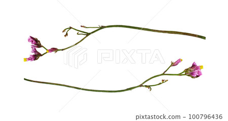 Set of twigs of pink limonium flowers isolated Set of twigs of pink limonium flowers isolated 100796436