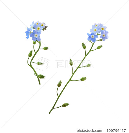 Set of blue forget-me-not flowers isolated 100796437