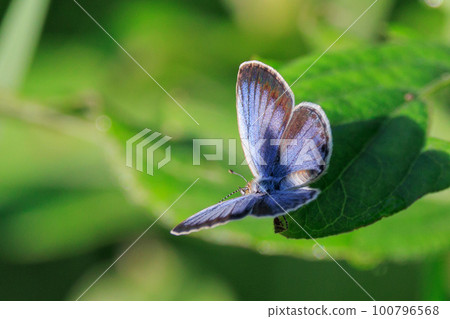 小而美麗，但繁殖力極強的蝴蝶 Yamato Corbicula 100796568