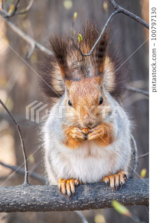 The squirrel with nut sits on a branches in the spring or summer. The squirrel with nut sits on a branches in the spring or summer. 100797130