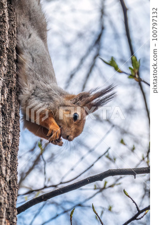 Squirrel eats a nut while sitting upside down on a tree trunk. The squirrel hangs upside down on a tree against colorful blurred background. Close-up. 100797132