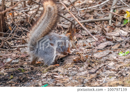 Squirrel in autumn or spring hides nuts on the green grass with fallen yellow leaves 100797139
