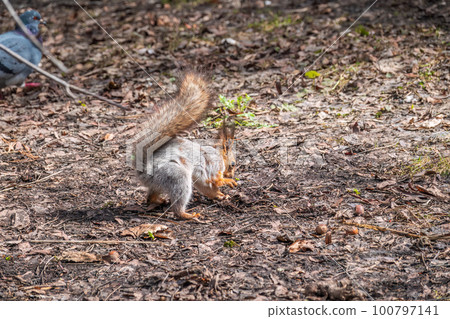 Squirrel in autumn or spring hides nuts on the green grass with fallen yellow leaves Squirrel in autumn or spring hides nuts on the green grass with fallen yellow leaves 100797141