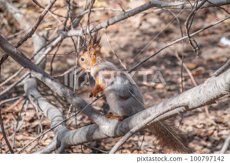 The squirrel with nut sits on a branches in the spring or summer. 100797142