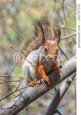 The squirrel sits on a branches in the spring or summer. The squirrel sits on a branches in the spring or summer. 100797145