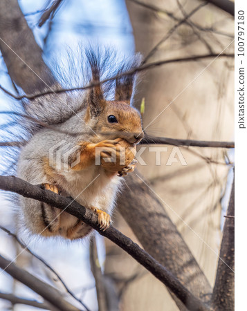 The squirrel with nut sits on a branches in the spring or summer. 100797180