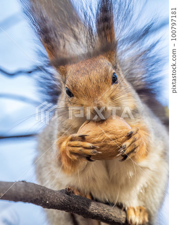 The squirrel with nut sits on a branches in the spring or summer. 100797181
