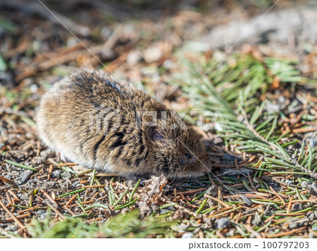 A closeup of a Common vole, Microtus arvalis, on the ground with a blurry background A closeup of a Common vole, Microtus arvalis, on the ground with a blurry background 100797203