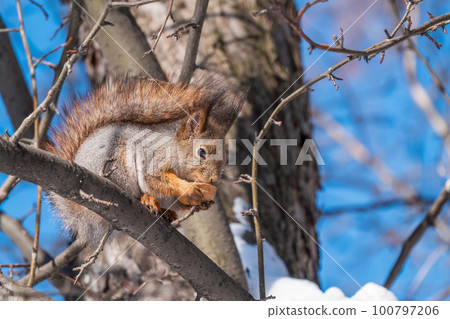 The squirrel with nut sits on tree in the winter or late autumn The squirrel with nut sits on tree in the winter or late autumn 100797206