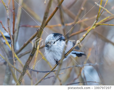 European long-tailed tit, latin name Aegithalos caudatus. A bird sitting on a branch in a deciduous forest. European long-tailed tit, latin name Aegithalos caudatus. A bird sitting on a branch in a deciduous forest. 100797207
