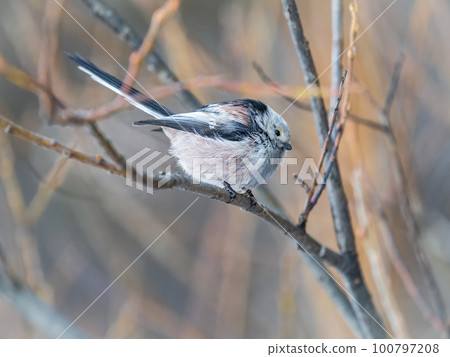 European long-tailed tit, latin name Aegithalos caudatus. A bird sitting on a branch in a deciduous forest. 100797208