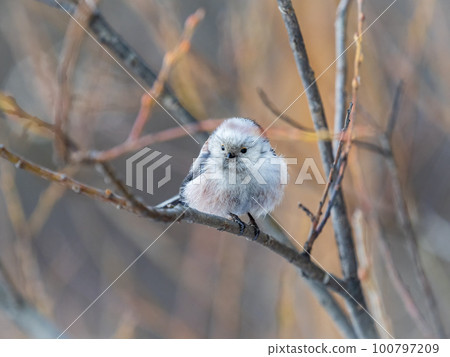 European long-tailed tit, latin name Aegithalos caudatus. A bird sitting on a branch in a deciduous forest. European long-tailed tit, latin name Aegithalos caudatus. A bird sitting on a branch in a deciduous forest. 100797209