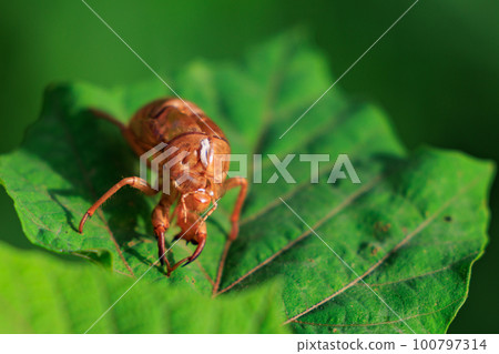 Cicada shells that everyone once collected during their childhood summer vacation 100797314