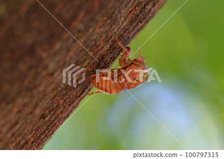 Cicada shells that everyone once collected during their childhood summer vacation 100797315
