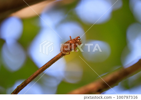 Cicada shells that everyone once collected during their childhood summer vacation 100797316