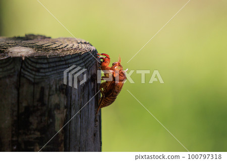 大家小時候暑假收集的蟬殼 100797318