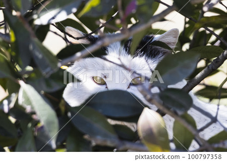 一隻躲在灌木叢中的流浪貓 100797358