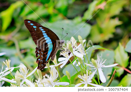 一隻美麗的蝴蝶藍瓶，翅膀中間有藍色條紋 100797404