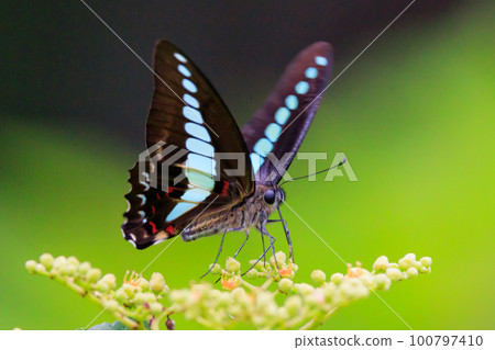 A beautiful butterfly bluebottle with wings with blue streaks shining in the center A beautiful butterfly bluebottle with wings with blue streaks shining in the center 100797410
