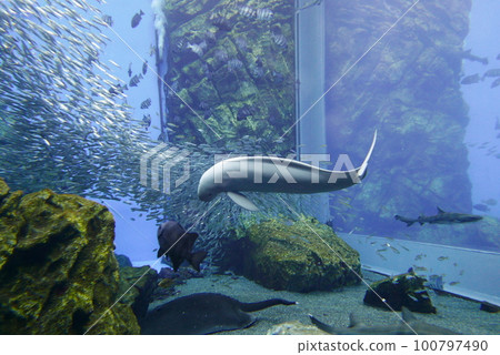 Scuba Diving with Finless porpoise dolphin at Sendai aquarium, Miyagi JAPAN Scuba Diving with Finless porpoise dolphin at Sendai aquarium, Miyagi JAPAN 100797490