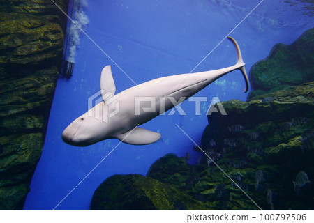 Scuba Diving with Finless porpoise dolphin at Sendai aquarium, Miyagi JAPAN 100797506