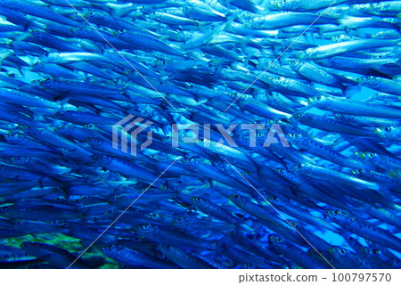 Scuba Diving with Finless porpoise dolphin at Sendai aquarium, Miyagi JAPAN 100797570