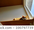 A cat that feels good and looks like it's going to fall 100797739