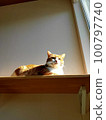 Cat looking out from catwalk 100797740