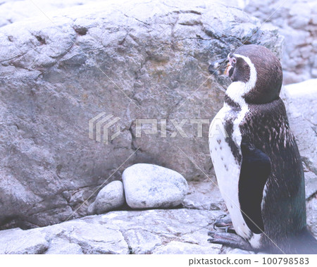 Standing appearance of penguins Standing appearance of penguins 100798583