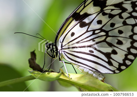 Great white butterfly 100798653