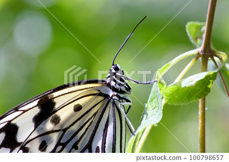 大白斑蝶 100798657