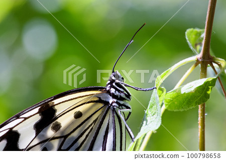Great white butterfly 100798658