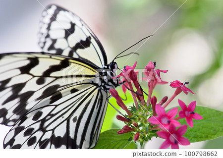 蝴蝶吸食花蜜 蝴蝶吸食花蜜 100798662